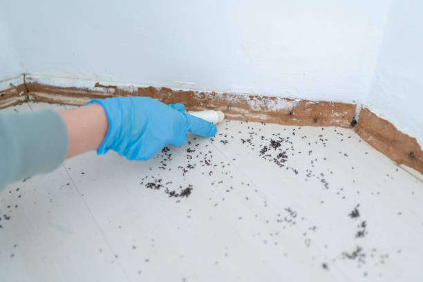 Best Affordable Pest Control Services  in Hamshire, TX